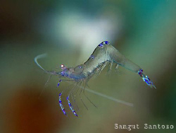 "Flying"
Canon G7 with external flash Inon D2000 Macro l... by Sangut Santoso 